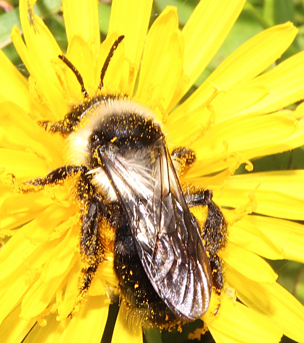 Weibchen von Andrena cineraria auf Löwenzahn